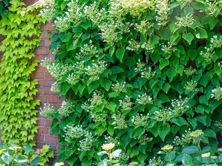 Ortensia schizophragma hydrangeoides