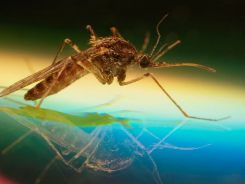 Zanzare e calabroni: come difendersi