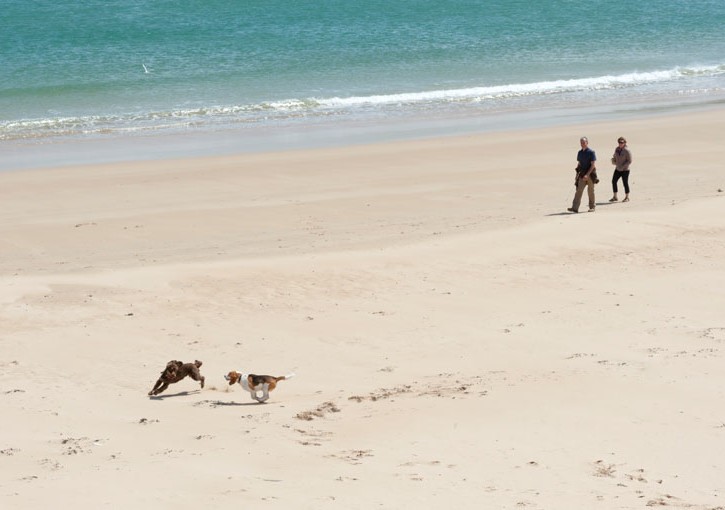 Cani in spiaggia
