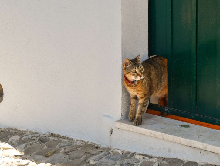 Come evitare che i gatti urinino vicino casa