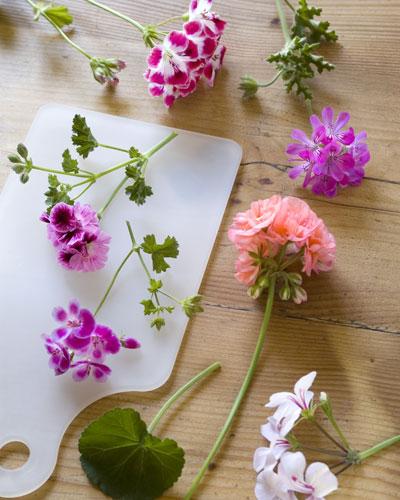 Come decorare casa con i gerani