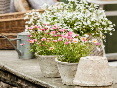 Margherite, le specie da coltivare in balcone e in giardino