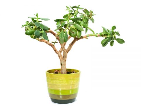 Le piante simili ai bonsai (ma più resistenti)