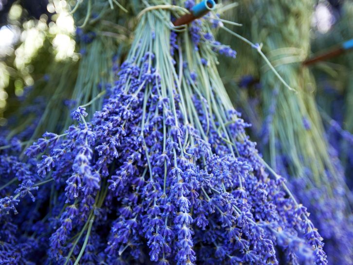 Conservare fiori