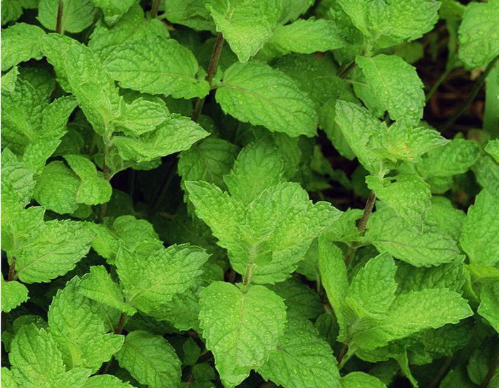 Moltiplica timo e menta con le radici