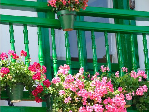 Piante facili da moltiplicare e coltivare sul balcone