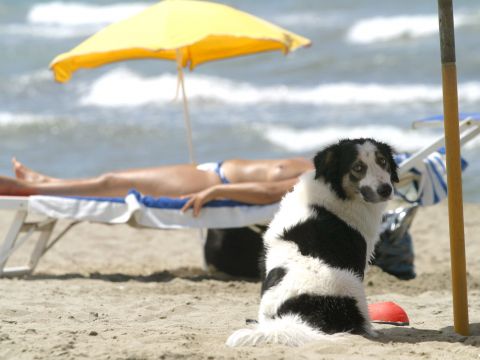 Boom di cani e gatti in vacanza con i padroni