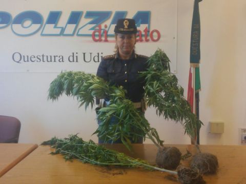 Legalizzazione della cannabis: a che punto siamo?