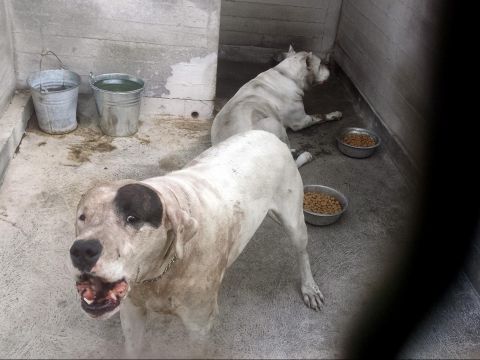 Cani e bambini: quali precauzioni adottare?