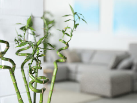 Mensola Per Piante Grasse Da Tavolo In Bambù Naturale, Supporto Per Piante Da Finestra, Decorazione Per Casa, Ufficio E Soggiorno