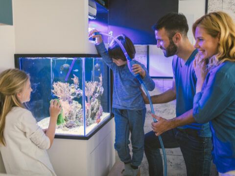 Come pulire il fondo di un acquario