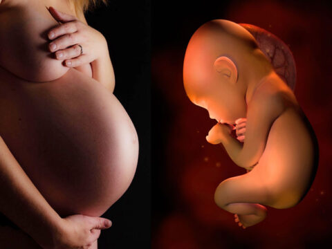 Settimane di gravidanza: dal concepimento alla nascita