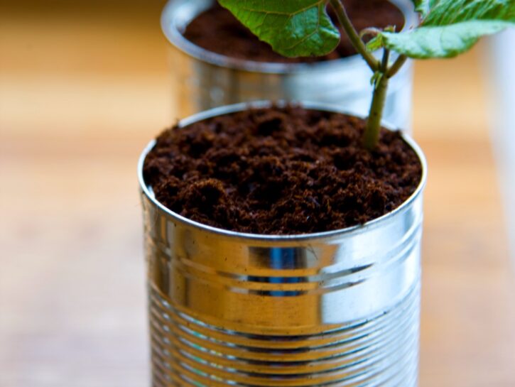 Coltivare la natura in casa