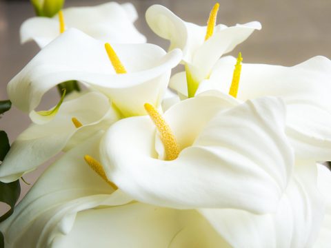 Calla, il fiore più elegante