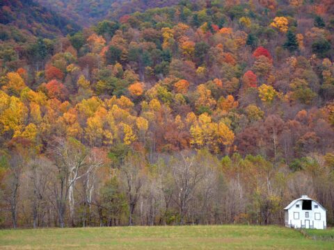 I colori dell'autunno sono cambiati: ecco perché