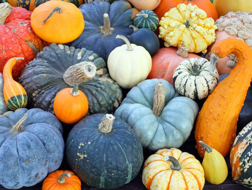 Varietà di zucca - Credits: Olycom