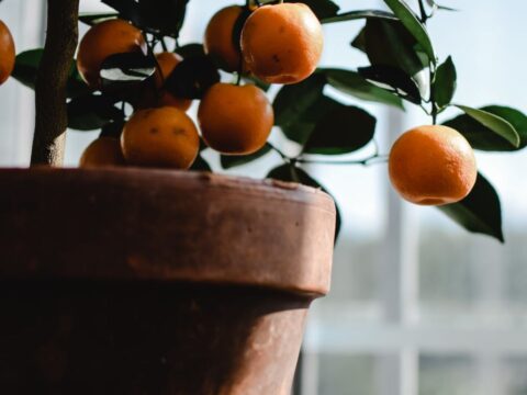 Come coltivare un albero di clementine