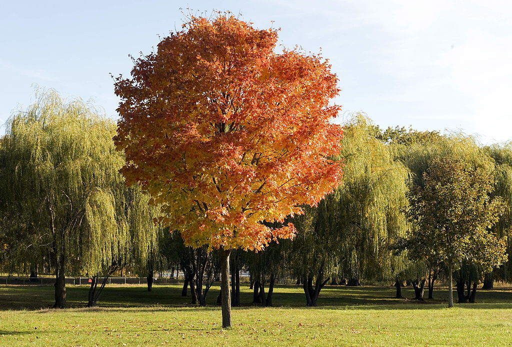 colore autunno