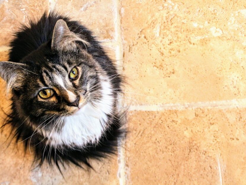 spazzolare il gatto norvegese