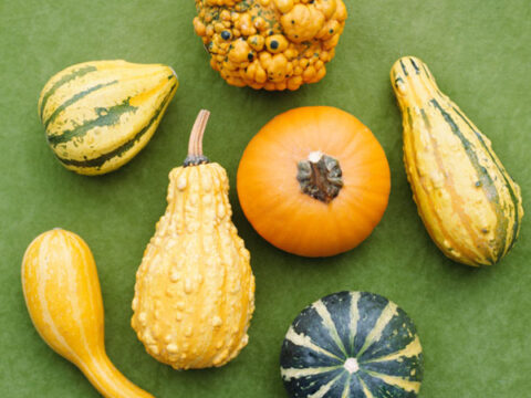 Zucche ornamentali: decorare casa con i colori dell'autunno