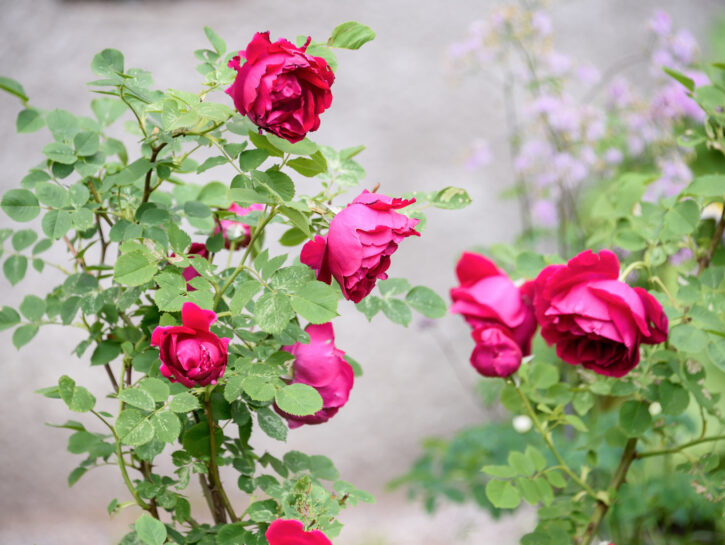Rose autunnaliL'estate è ormai terminata, ma le rose non cessano di diffondere il loro profumo soa