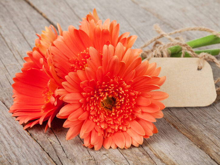 GerbereLe sfumature intense delle gerbere e la semplicità delle margherite rendono questi fiori un