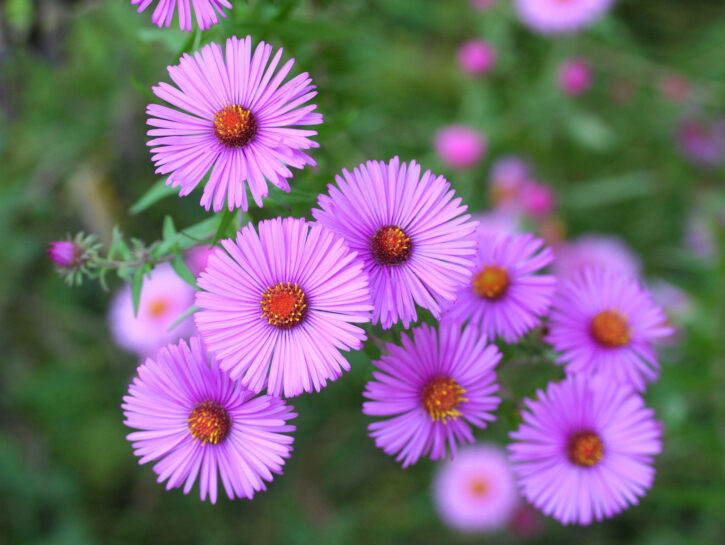 Aster o settembriniNoti anche come settembrini, gli aster fioriscono negli angoli al sole e possied