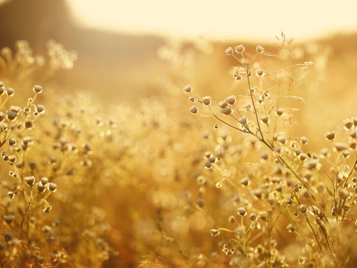Fiori di campoHai l'occasione di fare una passeggiata nella natura? Assapora la magia dei campi. Du