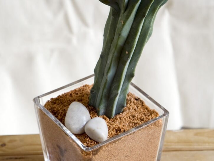 Il totem con il cactus