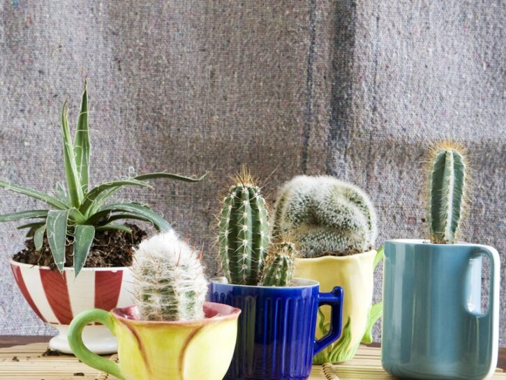 La collezione di minicactus