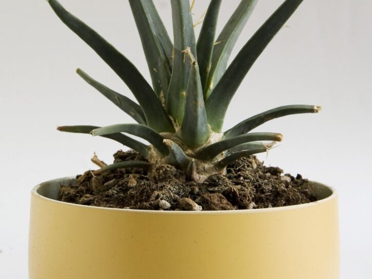 Leutchtenbegia