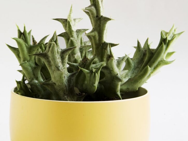 Stapelia