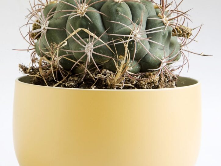 Gymnocalycium