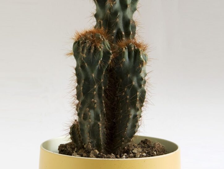Cereus peruvianus
