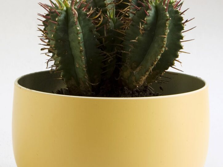 Euphorbia