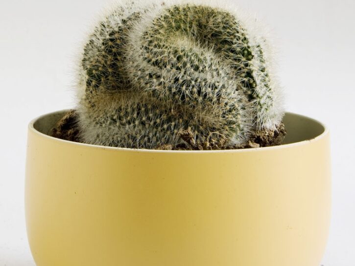 Cereus crestato
