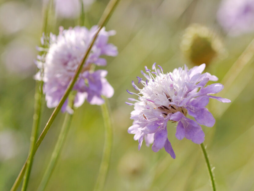 Cephalaria transsylvanica