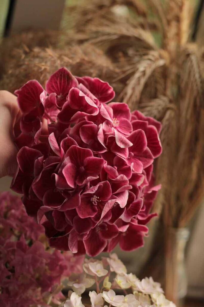 Ortensie rosa