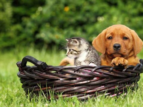 Quanto costa far seppellire il cane o il gatto