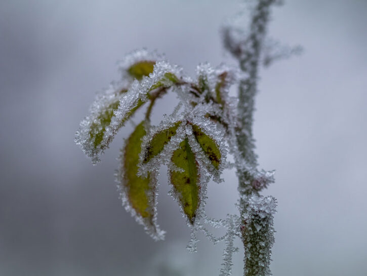 piante inverno