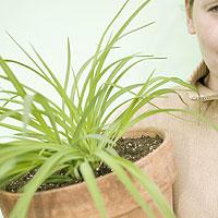 Come riparare le piante del balcone per l'inverno