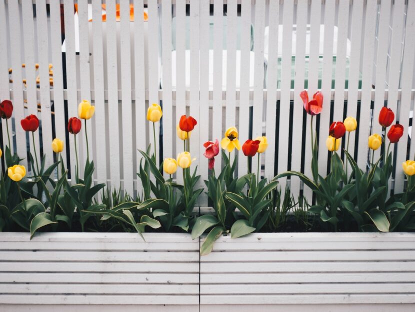 Tulipani in vaso in un giardino