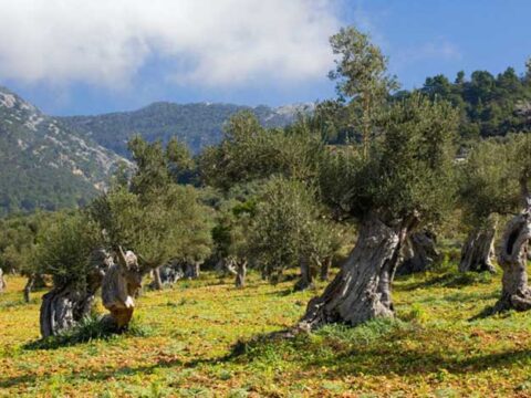 Olio extravergine, prezzi alle stelle