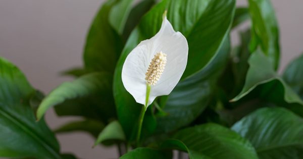 Scegliete una pianta cascante che. Piante Da Appartamento Con Poca Luce Donna Moderna