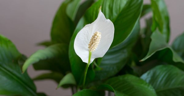 Poca Luce Piante Da Interno Pendenti : Piante Che ...