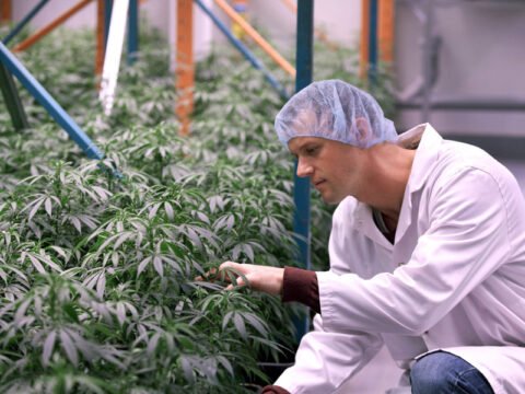 Cannabis terapeutica: da gennaio in farmacia con la ricetta