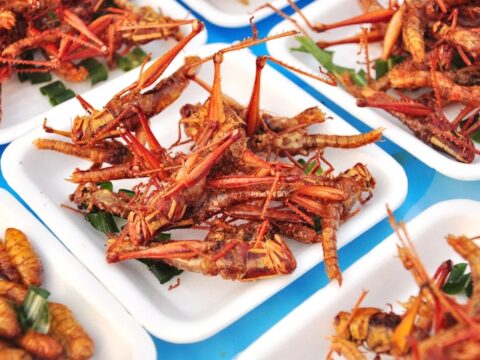 Mangiare gli insetti? Un'idea buona