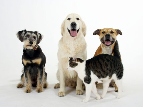 Oroscopo per animali: il carattere di cani e gatti a seconda del segno