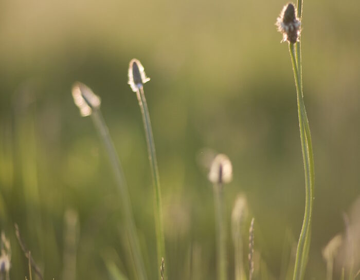 Allergia ai pollini e agli alimenti