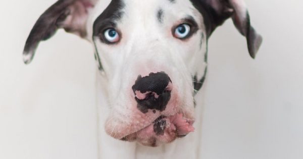 Mutka E Luna Le Foto Dei Cani Piu Buffi Del Web Donna Moderna